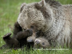 A mama grizzly bear with her cub. Seasonal trail restrictions have started in the Lake Minnewanka area.