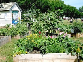 Acadia Community Garden & Art Society- Beds with Painted Shed - Aug 9 2014, Courtesy Calgary Hortuculture Society