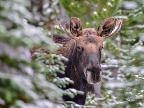 Moose are a bit distracted by love these days so wildlife officials are warning motorists to watch for the animals on the highways.