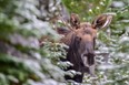 Moose are a bit distracted by love these days so wildlife officials are warning motorists to watch for the animals on the highways.