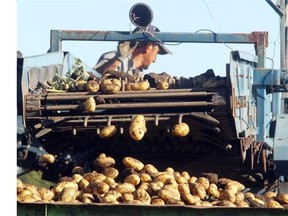 Alberta farm workers aren’t protected under provincial occupational health and safety laws, the workers’ compensation act, labour relations code, or the employment standards code.