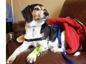 Ashley Tammi’s five-year-old beagle, Bailey, is recovering after ingesting antifreeze-laden sausage that had been tossed into the yard of the family’s home in Patterson heights.