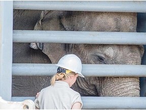 Asian elephant Kamala arrived safely at the Smithsonian’s National Zoo at 10:55 a.m. The elephant and two others are on loan from the Calgary Zoo. Photo courtesy of Janice Sveda, Smithsonian’s National Zoo