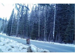BANFF, AB; JUNE 24, 2014   — A remote camera image shows a cougar using the Bow Valley Parkway during an overnight travel ban this spring. (Photo courtesy Parks Canada/Calgary Herald) For City story by Colette Derworiz