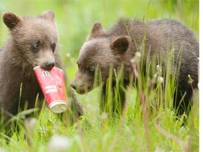 Two bear cubs play with a discarded McDonald’s cup along Highway 93 S. in Kootenay National Park. Parks officials are raising concerns with people getting too close to the animals and improperly disposing of trash as the bears forage for food in the area.