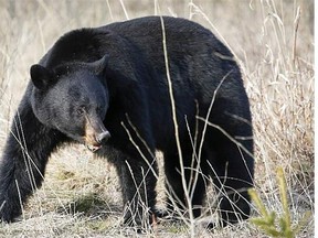 A bear, though not the one pictured, caused a man minor injuries when it attacked him near Canmore.