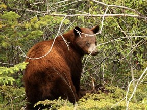 Bear warnings are in place at popular campgrounds, including Mount Kidd in Kananaskis Country and Two Jack Lake in Banff National Park.