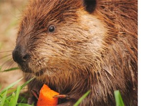 Birch the beaver was among dozens of animals displaced by last summer´s historic flood that were taken to the Calgary Wildlife Rehabilitation Society. Birch and fellow beaver Aspen, now both about a year old, will be released into the wild later this month.