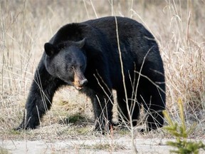 A black bear forages for food in Jasper National Park. THE CANADIAN PRESS/Jeff McIntosh