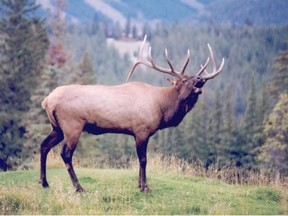 The 36 animals that were killed included deer, moose, elk and a black bear.