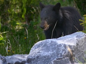 A young black bear cub munches on dandelions along Highway 93 S in Kootenay National Park in June.