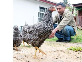 Calgarian Tony Prashad keeps six chickens in his backyard. City council appears more ready to begin allowing backyard coops after rejecting the idea in 2010.