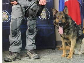 Calgary Police Service K-9 unit member Narco sits with its partner Cst. Rod. MacNeil during a press conference releasing details of the new canine unit fundraising calendar.