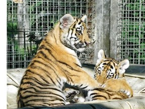 The Calgary Zoo’s Siberian tigers could be moved to the holding cells at the Calgary Court Centre due to flooding.