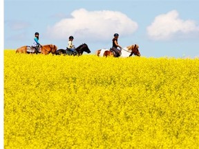 Cash receipts for canola were disappointing in the first quarter of the year for Alberta.