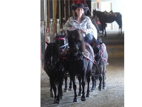 Charlene Bier sets out with her four-minature-horse team and mini chuckwagon Tuesday at the Calgary Stampede.