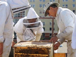 Chef Andrew Hewson, at right, and researcher Aja Horsley examine SAIT Polytechnic’s new beehives on the rooftop of the John Ware building.