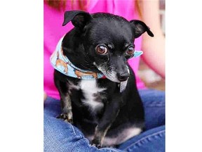 Chewy, the 11-year-old chihuaha-mix, is thriving in his new home with owner Sylvia Sten. But two years ago, the pooch survived after being tossed from a second-floor balcony and over a fence. His former owner was sentenced to 60 days in jail, six months probation and handed a 10-year ban on owning or caring for animals.