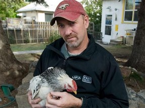 Calgarian Paul Hughes holds Cold Play, one of the five chickens he used to have in his backyard. Reader says city poultry isn't all it's cracked up to be.