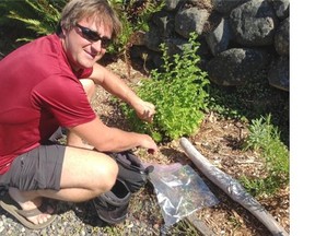 Chris Sanderson dropped by on motorbike to pick mint in my mint patch which is literally planted between a gravel drive and a rock wall.