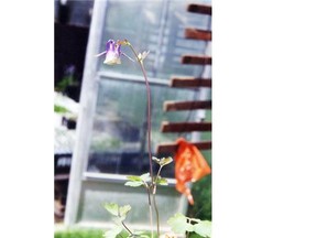 Columbines can thrive in Alberta’s climate — and they’re a hit with hummingbirds and butterflies.