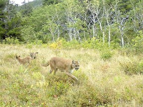 A cougar was destroyed in Waterton Lakes National Park on Monday after it attacked a 17-year old girl along a popular trail. This cougar family was caught on remote camera in the park in November 2012. Courtesy: Parks Canada