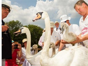 Ownership of all the swans on the Thames is divided between the Queen and two of the oldest trade companies in London, the Dyers and the Vintners.