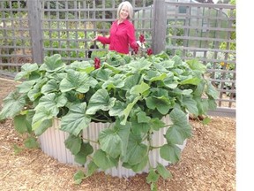 Donna Balzer posing in front of her new pop up gardens on the boulevard. The first is made from sheet metal roofing and the second one is made of straw bales. This is her second year building straw bale gardens but her first year with the sheet metal planter.
