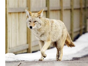 Coyotes and crows could actually benefit from climate change, according to a report by the Alberta Biodiversity Monitoring Institute.