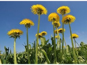 Cameron Ross calls on the city to make Calgary "dandelion-free" in a June 9th letter to the editor.