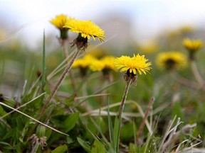 Reader says the City of Calgary should be renamed for its weeds.
