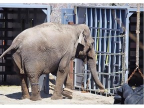 One of the zoo’s elephants walks around crates to be used to transport them to their new home in the U.S., in this April file photo. The zoo’s three female elephants, Swarna, Kamala and Maharani