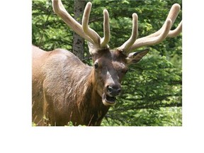 Elk in Banff National Park.