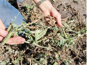 Elna Edgar grows peas and beans for the Innisfail Growers, vegetable producers popular at local farmers' markets, but her whole crop has been destroyed by hail which has come in several storms this year.