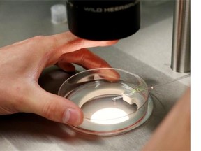 An embryologist at work in the Regional Fertility Program lab in Calgary.