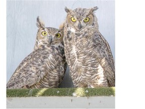 Two great horned owls sit in their pen, which received a new temporary wire roof after their old one was damage in the two big hailstorms last week at the Alberta Institute for Wildlife Conservation.