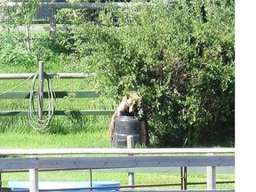 A grizzly bear’s visit to Rolling Range, south of Cochrane, was photographed by alert resident Kurt Pederson. The bruin investigated a compost bin and managed to get the lid off, but eventually departed after failing to get at the contents.