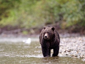 Grizzly bears are considered a threatened species in Alberta but in neighbouring British Columbia they can be legally hunted.