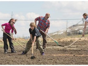 Grow Calgary volunteers Paul Hughes and his son Mac, centre, work the soil with the help of Anne-Claire Antoine, left, and Isabel Graefendorf from the World Wide Opportunities on Organic Farms on Monday. Grow Calgary donates all the food harvested to the Calgary Inter-Faith Food Bank.