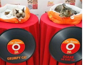 Grumpy Cat and Oskar The Blind Cat make an appearance at Bleecker Street Records on July 16, 2014 in New York City to meet with fans and “paw-tograph” copies of “Cat Summer,” the sophomore single from Grumpy Cat and Friends.