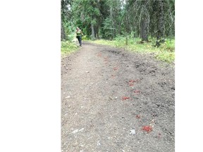 A hiker approaches bear scat while on a trail. A new research project asks hunters and anyone else who uses the outdoors to collect the scat for a DNA study in the area along the Banff and Jasper park boundaries north to Highway 16 and east to Drayton Valley and Rocky Mountain House.
