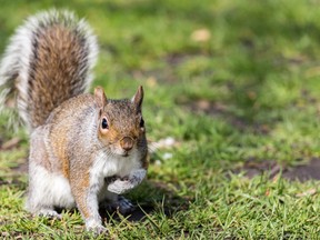 Bill Adler Jr. has been collecting tips to keep squirrels from avian meals for three decades, and recently updated his 1988 book, Outwitting Squirrels: 101 Cunning Stratagems to Reduce Dramatically the Egregious Misappropriation of Seed From Your Birdfeeder by Squirrels, for a third edition.