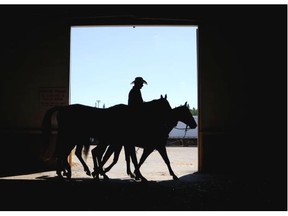 Horses go out for their afternoon exercise at the chuckwagon barns hours before race time during the Calgary Stampede.