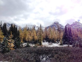 The larch trees in Larch Valley near Lake Louise in fall 2013.