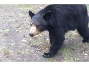 A black bear that followed a pair of joggers near Fort McMurray June 5, 2014.