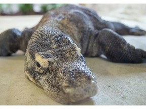Loka, a 28-year-old Komodo dragon, is settling in to the renovated Elephant Crossing exhibit at the Calgary Zoo, where she will soon be joined by four others.