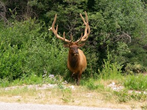 A bull elk on the Bow Valley Parkway in Banff National Park in 2003.