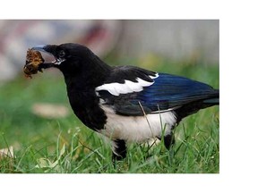 Reader says magpies are being unfairly maligned.