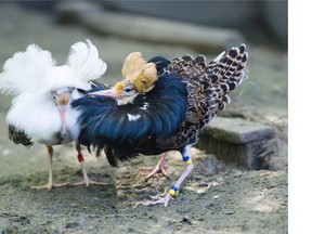 A male ruff displays its hyper variable plumage at the animal care facility at SFU in Burnaby. Simon Fraser University biologist David Lank has studied the birds for three decades.