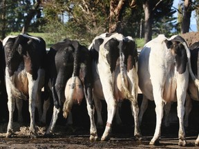 A herd of cows feed on the 'pad' after being milked at a dairy farm on April 18, 2012 in Morrinsville, New Zealand. Raw milk sales are growing as more people are educating themselves on what they believe healthy food is. But is it safe?
